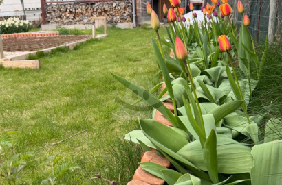 Garden for sale in Nova Osada.