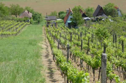 Viničný dom s autentickou klenbovou pivnicou a udržiavanou vinicou – Kozárovce, Pustá Hora